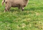 Valais Blacknose