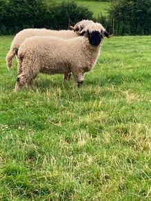 Valais Blacknose