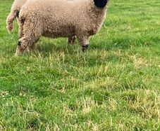 Valais Blacknose