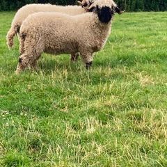 Valais Blacknose