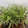 Bushy medium spider plant house plant Image 2