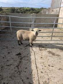 Ram lamb