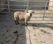 Ram lamb
