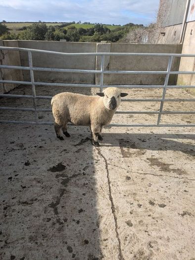 Ram lamb