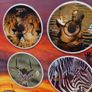 Wildlife Diary 8 DVD Collector's Edition Image 6