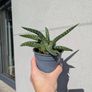 Tiger aloe vera plant Image 2