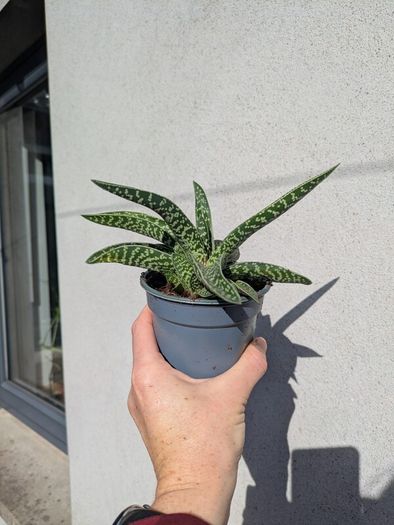 Tiger aloe vera plant
