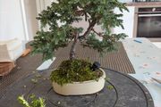 bonsai juniper