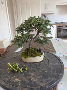 bonsai juniper
