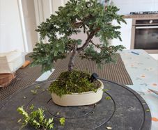 bonsai juniper