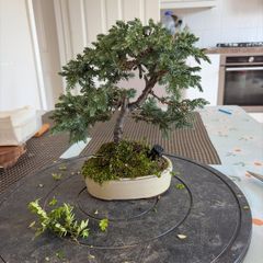 bonsai juniper