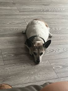 Grey Wooden Floor