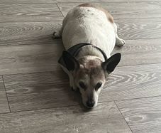 Grey Wooden Floor