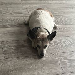 Grey Wooden Floor
