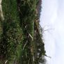 trees Image 2