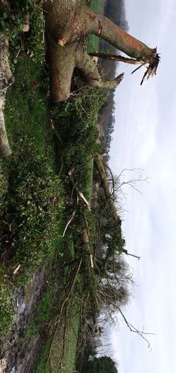 trees