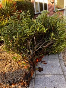 Free cherry laurel bush