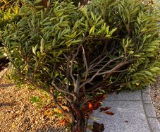 Free cherry laurel bush
