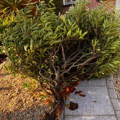 Free cherry laurel bush