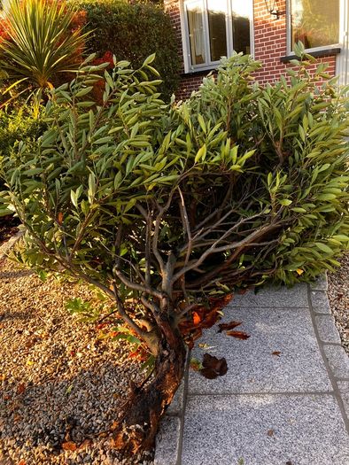 Free cherry laurel bush