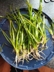 Aquarium plants