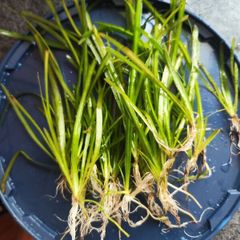 Aquarium plants