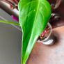 Monstera Burle Marx Flame rooting Image 5