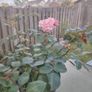 Rose  plant Image 4
