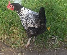Chickens