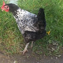 Chickens