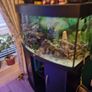 160 litre fish tank with fish Image 2