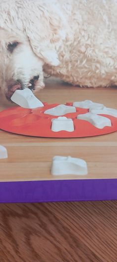 Dog items