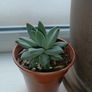 Succulent Plant Image 4
