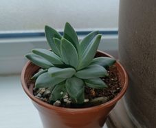 Pachyphytum Plant