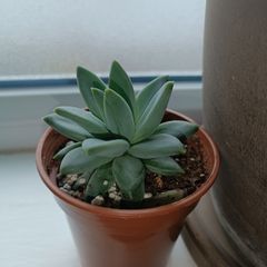 Pachyphytum Plant