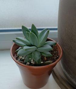 Pachyphytum Plant