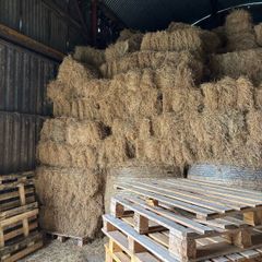 Hay