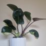 Philodendron Image 5