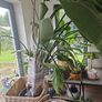 Beautiful large mature Bird of Paradise Plant Image 2