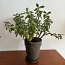 Large jade plant Image 2