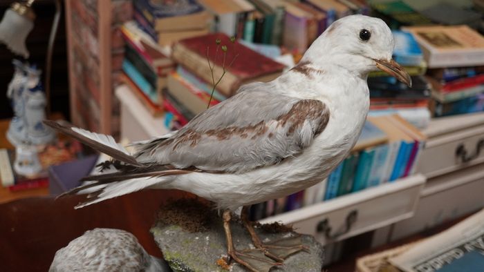 Pair of Vintage Taxidermy Gulls