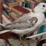 Pair of Vintage Taxidermy Gulls Image 4