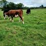 Livestock Image 9