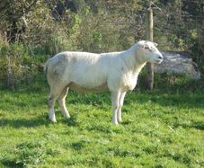 Belclare , 5 Star Ram ,Ewe Hoggets