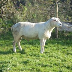 Belclare , 5 Star Ram ,Ewe Hoggets