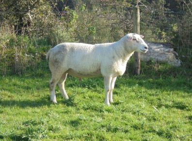 Belclare , 5 Star Ram ,Ewe Hoggets
