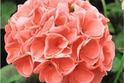 (G) Geranium seeds Cherie F1 10s