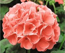 (G) Geranium seeds Cherie F1 10s
