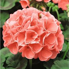 (G) Geranium seeds Cherie F1 10s