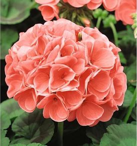 (G) Geranium seeds Cherie F1 10s